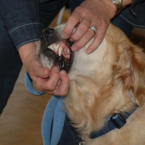 Das Wolfsgebiss des Hundes Das Wolfsgebiss des Hundes