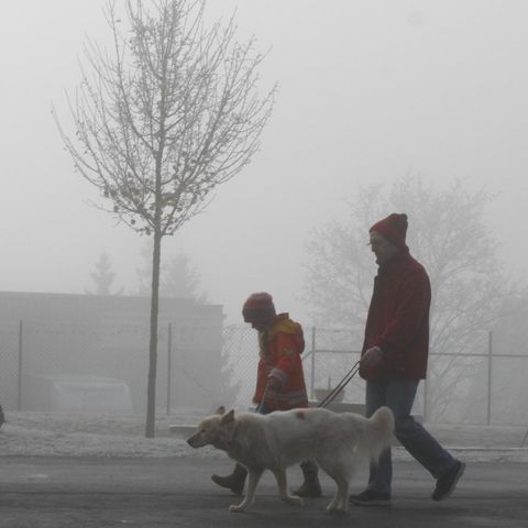 Doppelleinelaufen Doppelleinelaufen