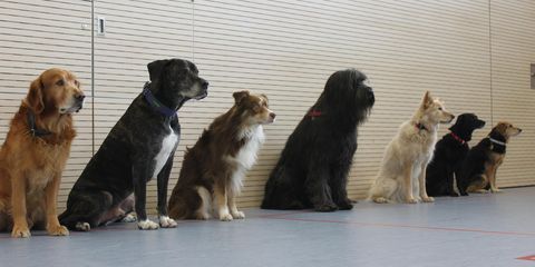 Einsatzfähige Hunde Einsatzfähige Hunde