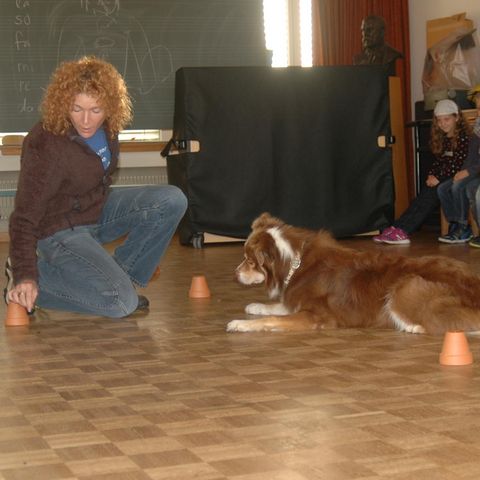 Hund beim Schnüffelspiel Hund beim Schnüffelspiel